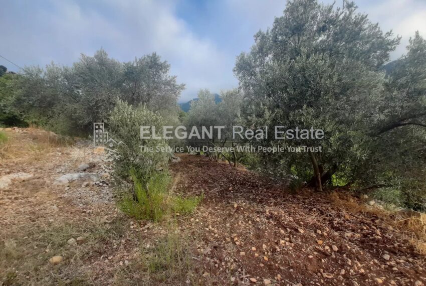 Picture-85302880-2-watermark