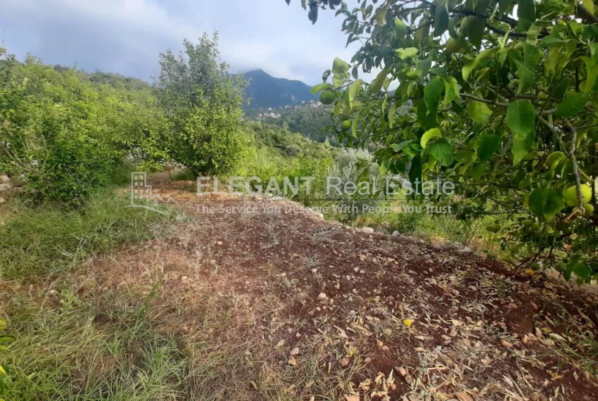 Picture-85302880-5-watermark