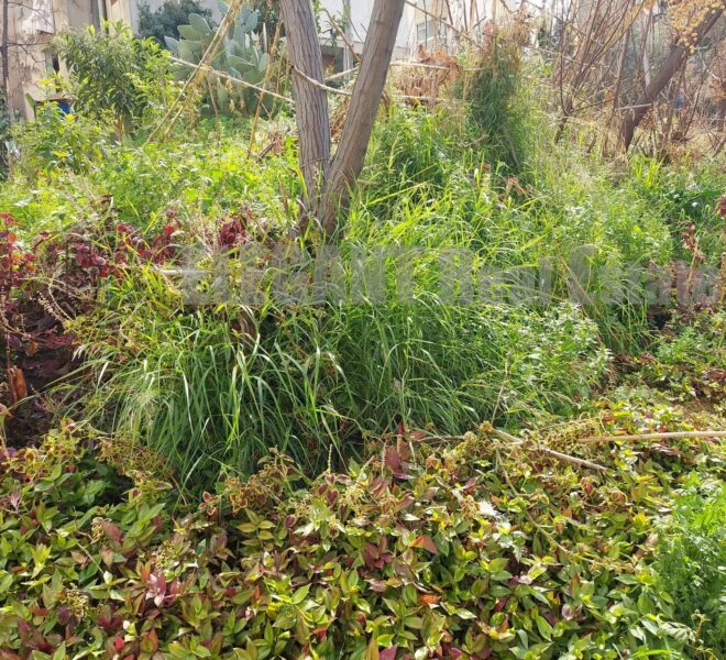 Picture-85647491-1-watermark