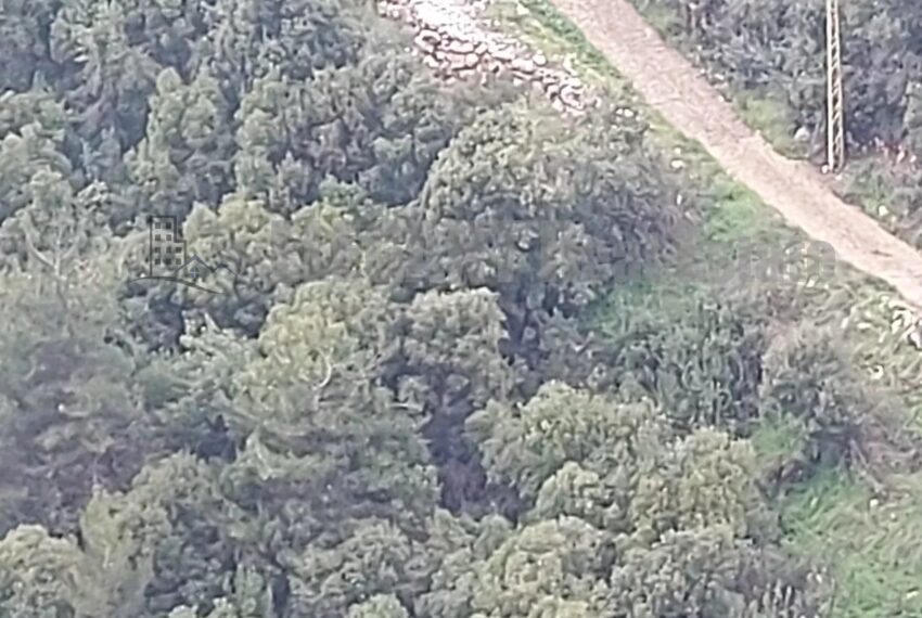 Picture-85647523-2-watermark