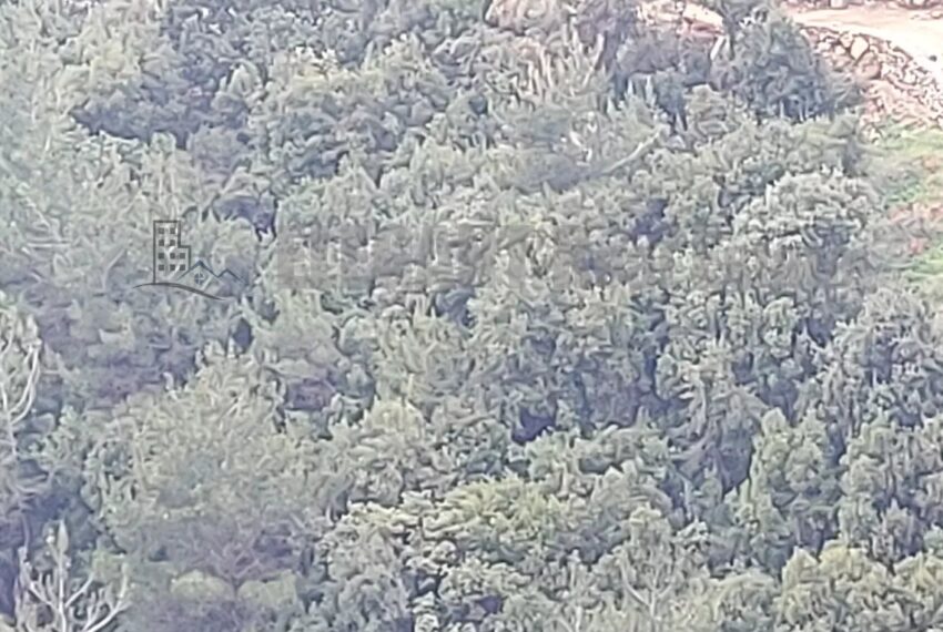 Picture-85647523-3-watermark