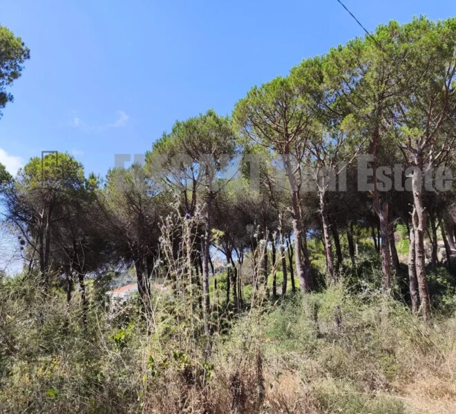 Picture-85934395-1-watermark (1)