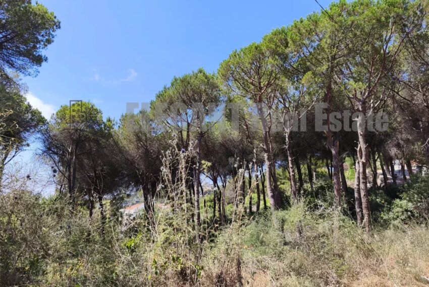 Picture-85934395-1-watermark (1)