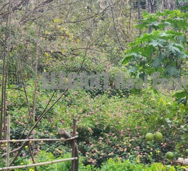 Picture-86784908-1-watermark