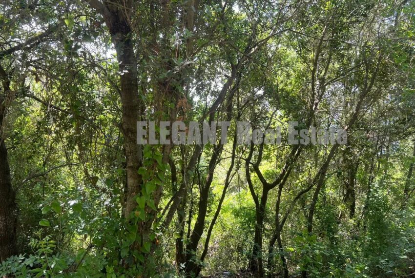 Picture-87095904-2-watermark