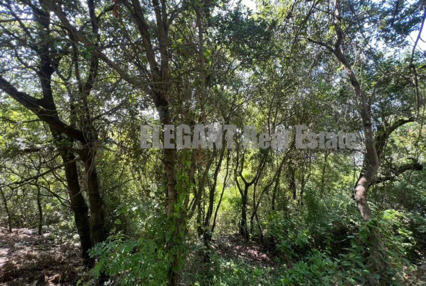 Picture-87095904-3-watermark